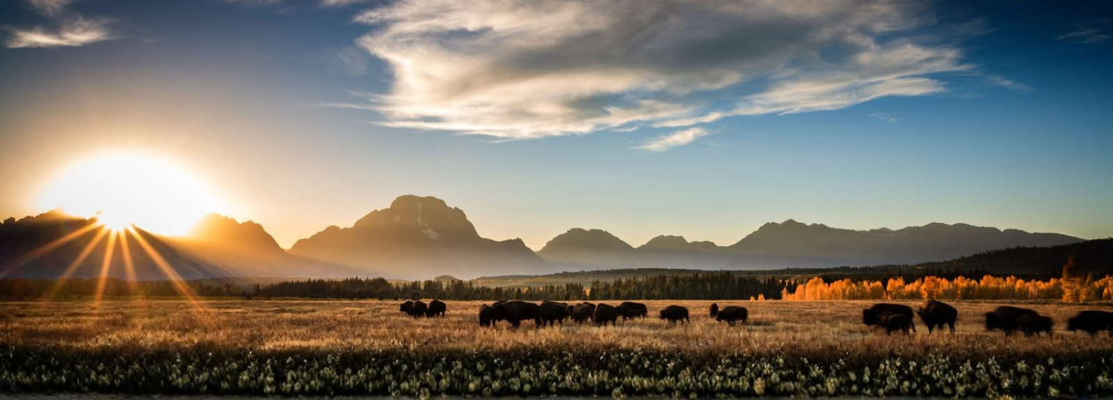 Sunset over Wyoming Mountains with Bison in a field
